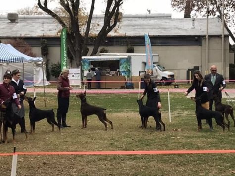 Campbell hones canine tactics