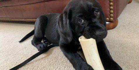 Sophomore guides dog into new role