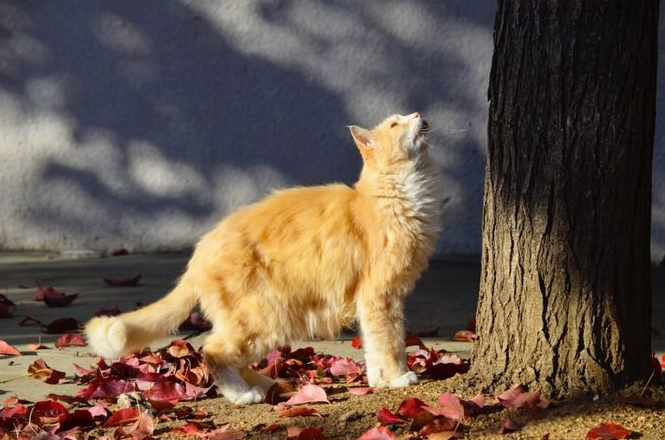 Campus cat adopted