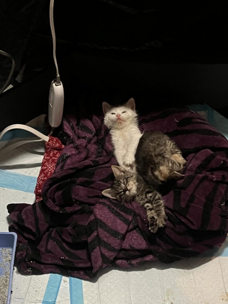Sophomore fosters litters of kittens