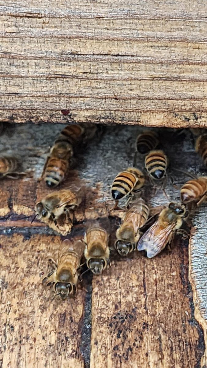 Senior beekeeper